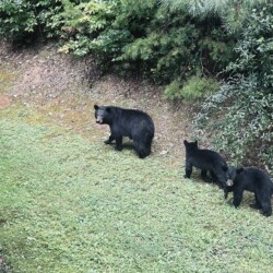 ellijay cabin rentals creekside