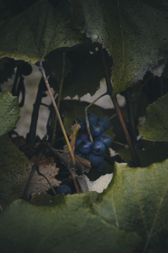 wisconsin dells cabin rentals with hot tub