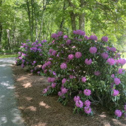 lake glenville nc cabin rentals