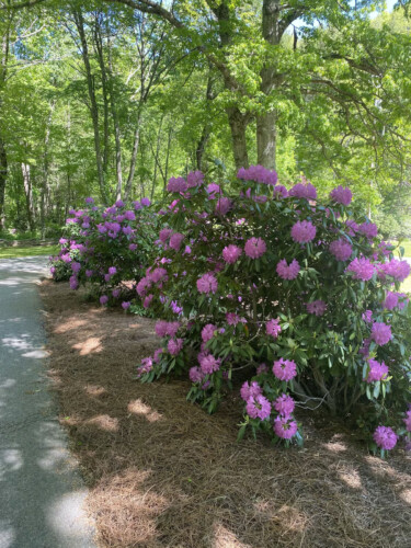 lake glenville nc cabin rentals