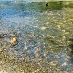 cabins in ellijay ga on river