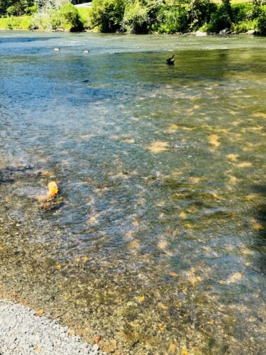 cabins in ellijay ga on river