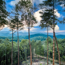 pet friendly cabins in blue ridge ga