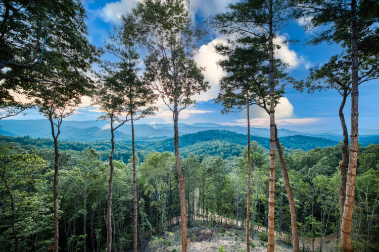 pet friendly cabins in blue ridge ga