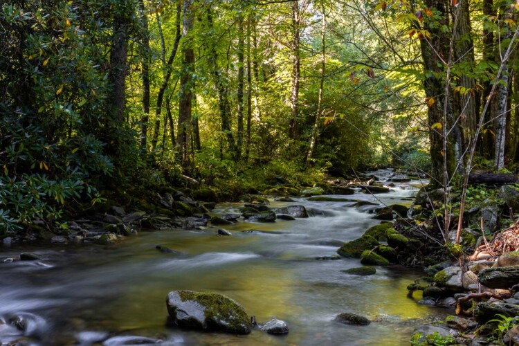 cabin rentals maggie valley nc