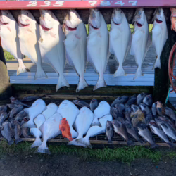 homer alaska cabin rentals