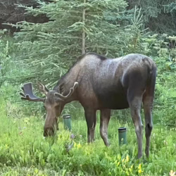 homer alaska cabin rentals