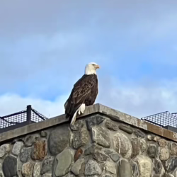 homer alaska cabin rentals
