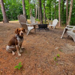 ouachita national forest cabins