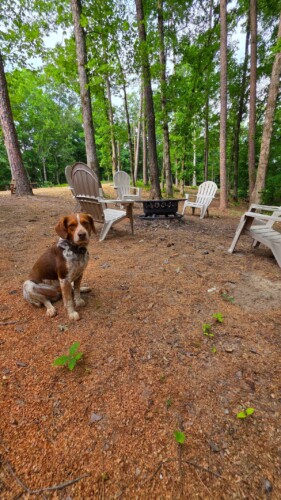 ouachita national forest cabins