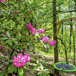 cabin rentals near asheville