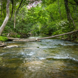 cabin rentals on fightingtown creek