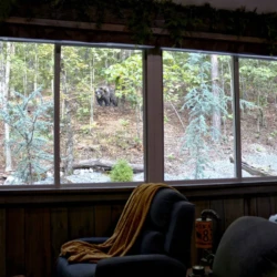 cabin rentals in hot springs ar