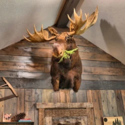 cabin rentals in hot springs ar