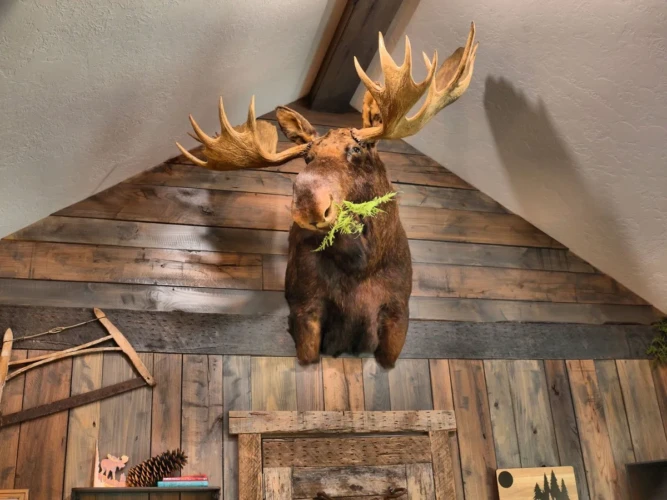 cabin rentals in hot springs ar