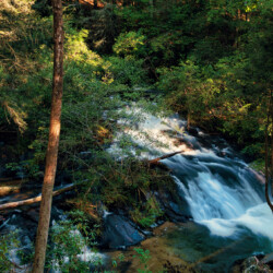 cabins in ellijay for rent