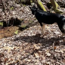 helen ga cabin rentals pet friendly