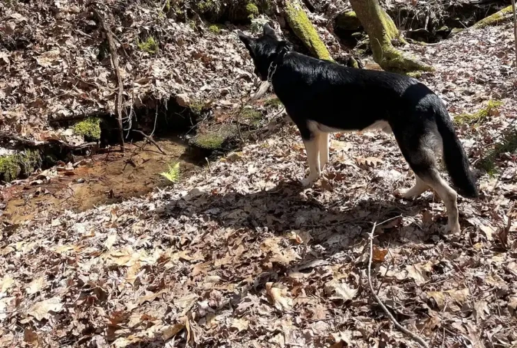 helen ga cabin rentals pet friendly